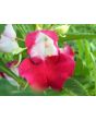Balsam Impatiens Mix