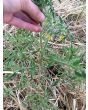 Tomato 'Silvery Fir Tree'