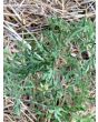 Tomato 'Silvery Fir Tree'