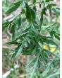 Tomato 'Silvery Fir Tree'
