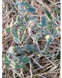 Tomato 'Roughwood Golden Tiger' 