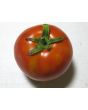 Tomato 'Druzba'