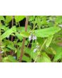 Virginia Skullcap AKA Mad-Dog Skullcap