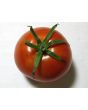 Tomato 'Legend'