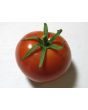 Tomato 'Legend'