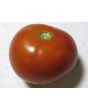 Tomato 'Oregon Spring'