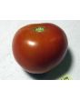 Tomato 'Oregon Spring'