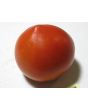 Tomato 'Oregon Spring'