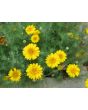 Brittlebush