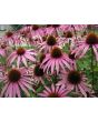 Purple Coneflower