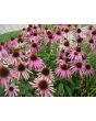 Purple Coneflower