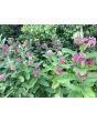 Common Milkweed