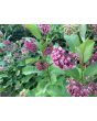 Common Milkweed