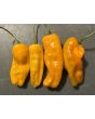 Hot Pepper 'Datil' Seeds (Certified Organic)