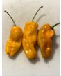 Hot Pepper 'Datil' Seeds (Certified Organic)