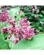 Common Milkweed