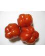 Tomato 'Striped Cavern' Seeds (Certified Organic)