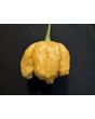 Hot Pepper ‘Golden Carolina Reaper' Seeds (Certified Organic)