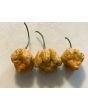 Hot Pepper ‘Golden Carolina Reaper' Seeds (Certified Organic)