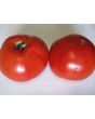 Tomato 'Cuostralee'