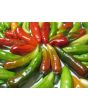 Hot Pepper ‘Fish’ Seeds (Certified Organic)