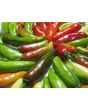 Hot Pepper ‘Fish’ Seeds (Certified Organic)
