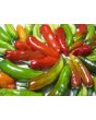 Hot Pepper ‘Fish’ Seeds (Certified Organic)