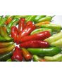 Hot Pepper ‘Fish’ Seeds (Certified Organic)