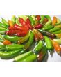 Hot Pepper ‘Fish’ Seeds (Certified Organic)