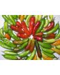 Hot Pepper ‘Fish’ Seeds (Certified Organic)