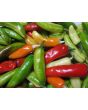 Hot Pepper ‘Fish’ Seeds (Certified Organic)