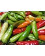 Hot Pepper ‘Fish’ Seeds (Certified Organic)