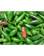 Hot Pepper 'Jalapeno'