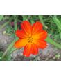 Cosmos 'Ladybird Scarlet' 