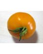 Tomato 'Golden Jubilee' Seeds (Certified Organic)