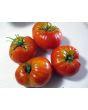 Tomato 'Donskoi' Seeds