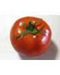 Tomato 'Druzba'