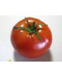 Tomato 'Druzba'