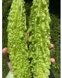 Bitter Melon Seeds (Certified Organic)