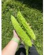 Bitter Melon Seeds (Certified Organic)