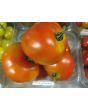 Tomato 'Moneymaker'
