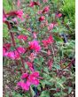 Mountain Garland 