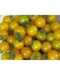 Tomato 'Burgess Lemon'