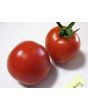 Tomato 'Fox Cherry'