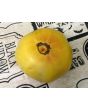 Tomato 'Dagma's Perfection' Seeds (Certified Organic)