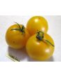 Tomato 'Czech's Excellent Yellow'