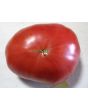 Tomato 'Lithuanian'