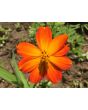 Cosmos 'Ladybird Scarlet' 