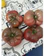 Tomato 'German Black' Plant 