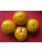 Tomato 'Lillian's Yellow Heirloom'